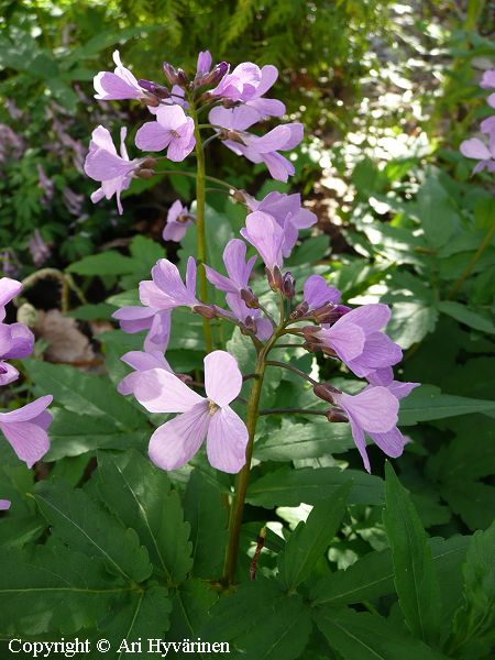 Cardamine quinquefolia, litukka